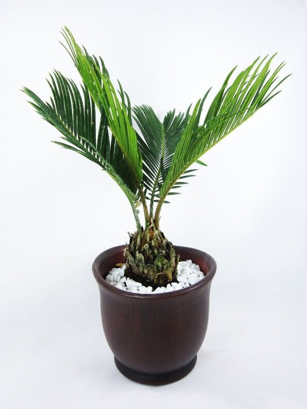 Date Palm